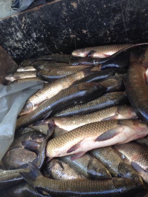 ИАРА дари 66 кг конфискувана риба на старчески дом