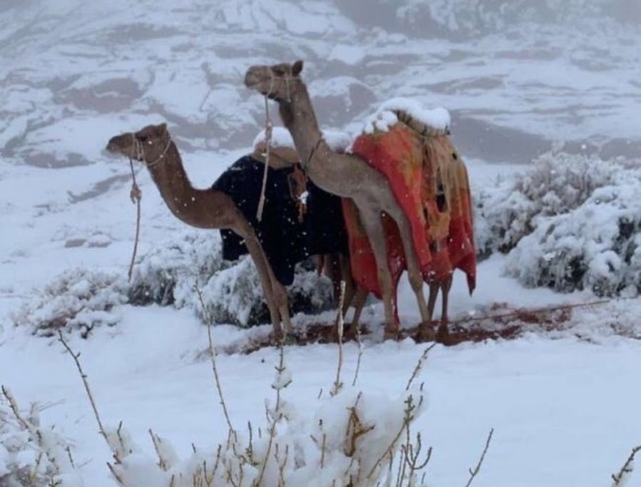 Дебели преспи сняг покриха Саудитска Арабия (ВИДЕО/СНИМКИ)