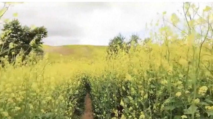 След горски пожар: Хълмовете край Лос Анджелис са покрити с цветя