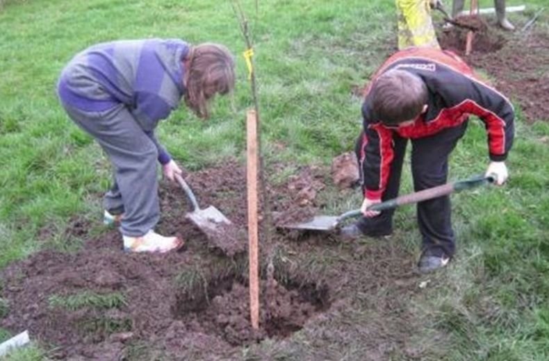 Засадиха над 600 дръвчета край булевард Европа във Враца