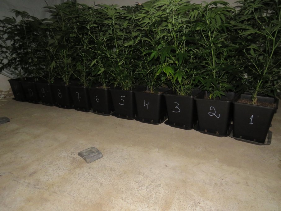 Пращат на съд плантатор, отглеждал марихуана в Шабла (СНИМКИ)