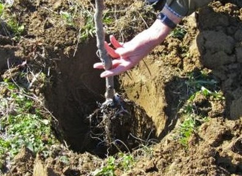 Доброволци засадиха 5 000 фиданки, за да превърнат в гора закритото сметище край Килифарево