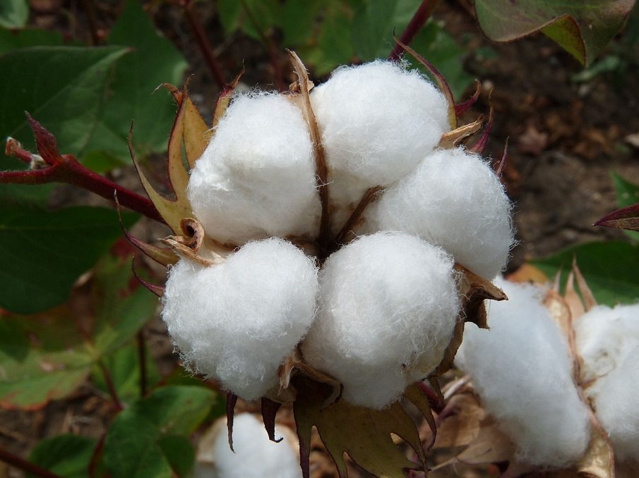 Експерти обясниха как ще правим барут от памука