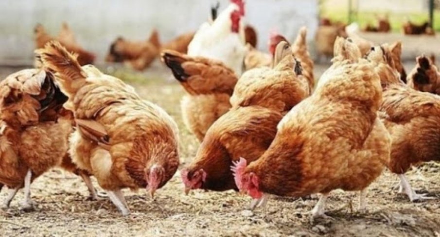 Свикаха епизоотичната комисия заради птичия грип в района на Хасково