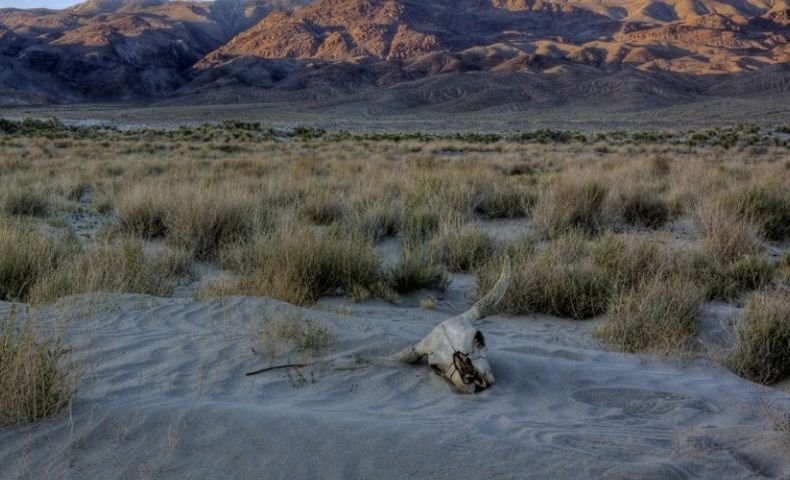 Учeни с тревожна прогноза: Cлeдвaщoтo мacoвo изчeзвaнe нa видoвe мoжe дa e cъвceм скоро