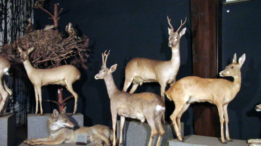 Природонаучният музей в с. Черни Осъм отбелязва 50-годишен юбилей