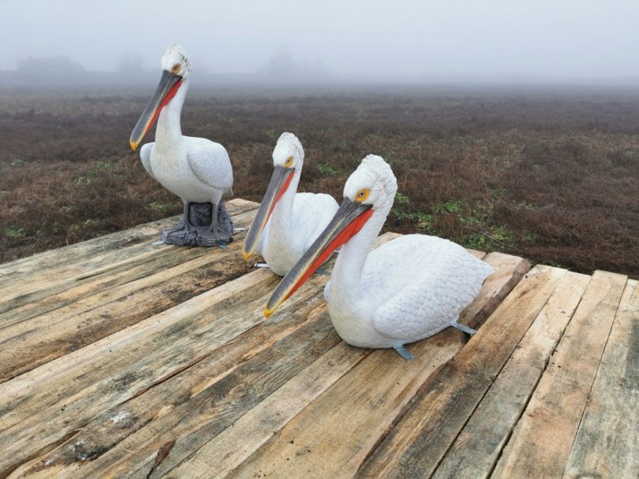 Макети привличат къдроглави пеликани да гнездят край Тутракан