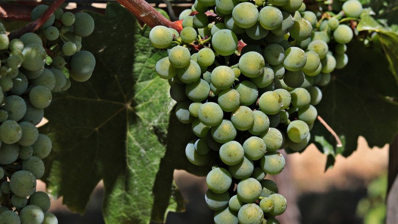 От 17 май започва прием по кризисната мярка за лозарите - „Събиране на реколтата на зелено“