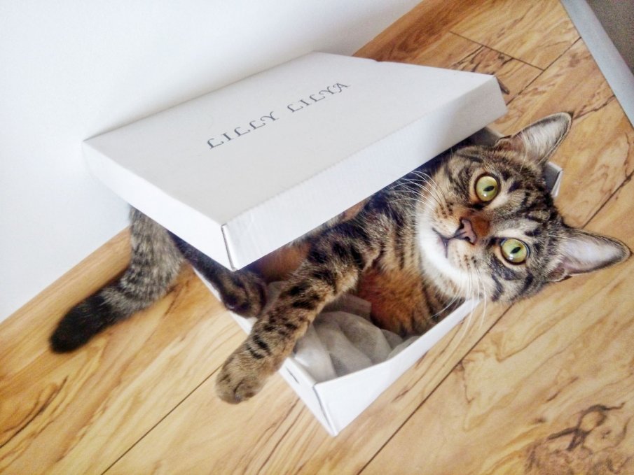 Котките обожават кутии, защото ги възприемат като укритие