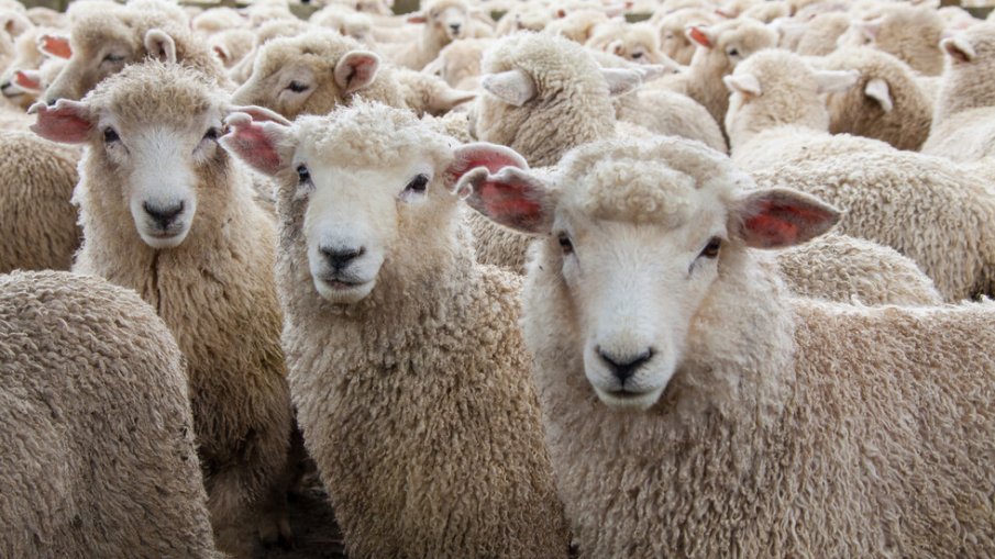 БАБХ отвърна на фермерите за виртуалните овце