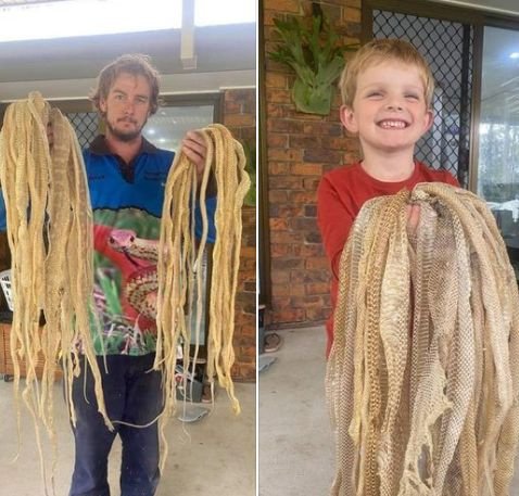 УЖАС: Семейство намери в дома си над 50 змийски кожи, от змия няма и следа