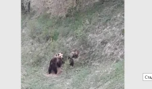 Стадо мечки плаши жителите на родопски села