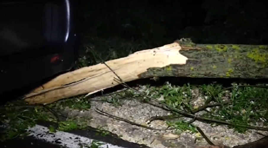 Паднали дървета след бурен вятър в Шумен