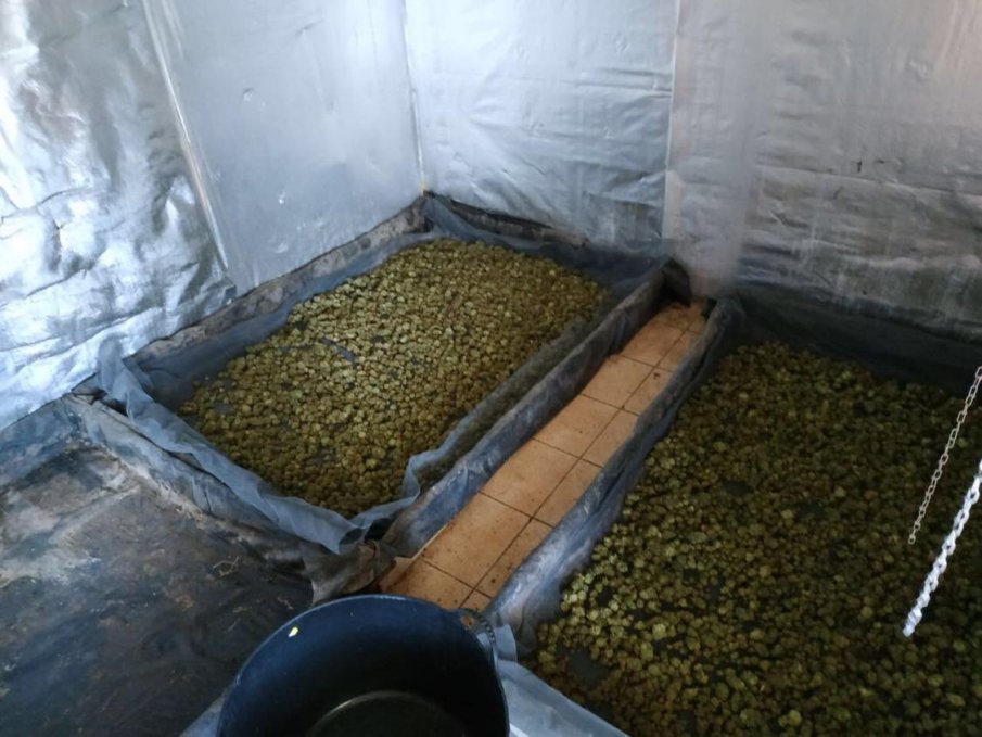 Разбиха оранжерия за марихуана край Варна (СНИМКИ)