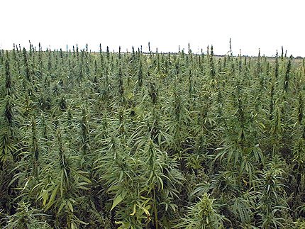 Пращат на съд плантатори с ниви марихуана до Симитли