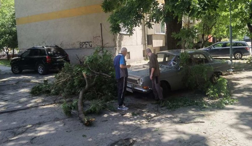 Клон от дърво помля волга в Пловдив (СНИМКИ)