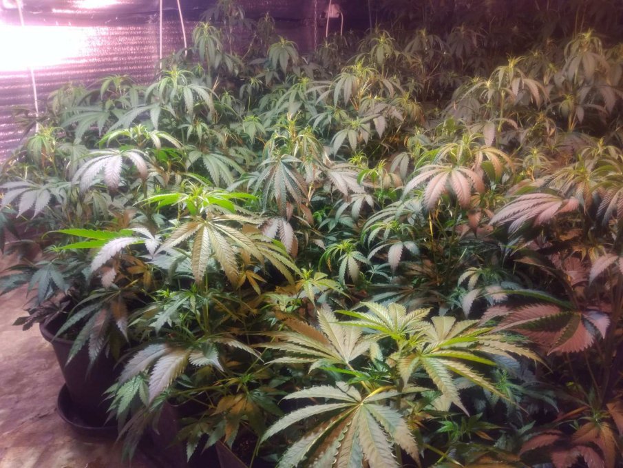 Разкриха домашна оранжерия за канабис в Самоковско