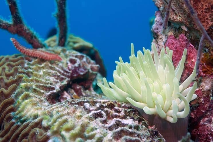 Най-отровният червей в света върлува в Природонаучния музей в Пловдив