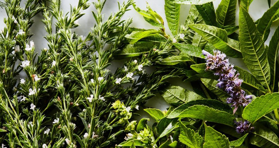 В България виреят най-мощните билки за женски болести