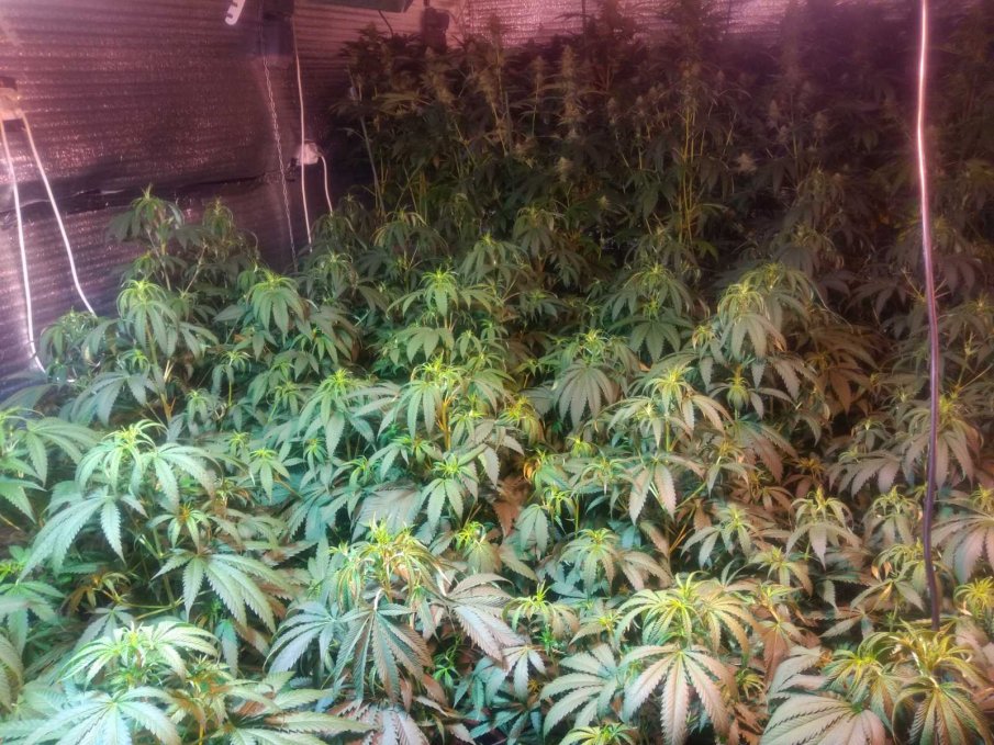 Разбиха оранжерия за марихуана край с. Първомай