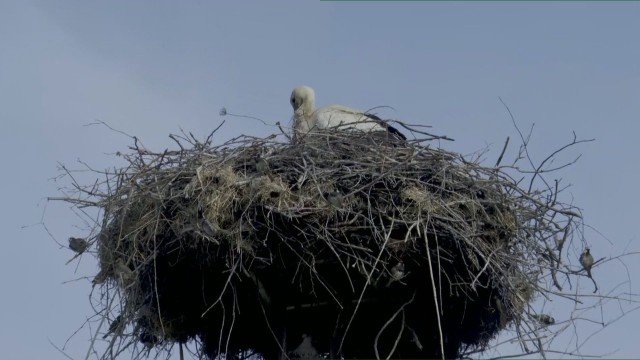Тече спасителна акция за семейство щъркели в Казанлъшко