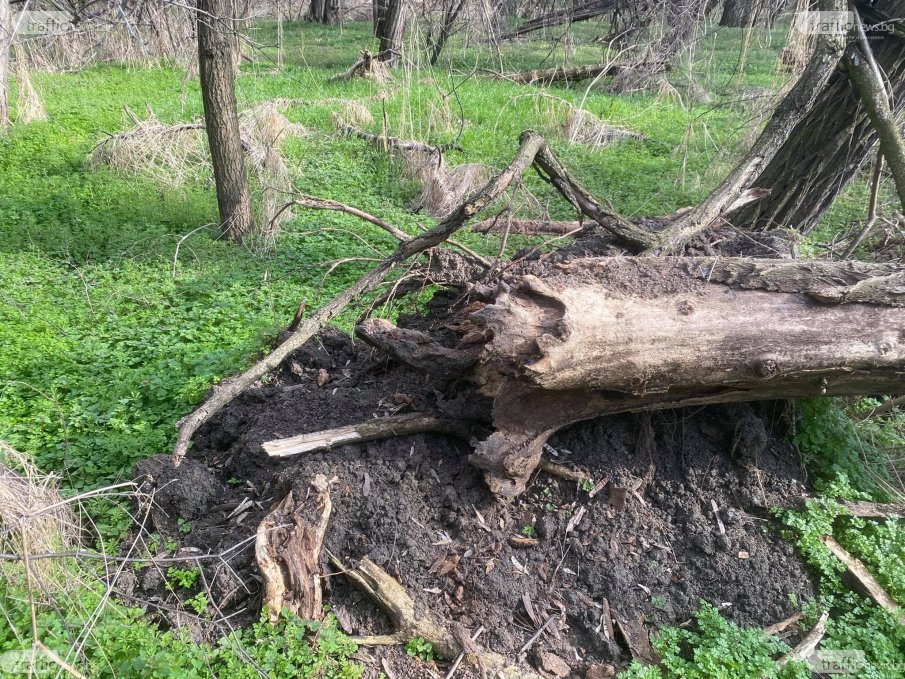 Гръмотевична буря изкорени дървета и повреди покриви на къщи в Унгария