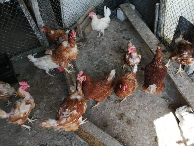 Епизоотичната комисия в Асеновград заседава за птичата инфлуенца и фриканската чума