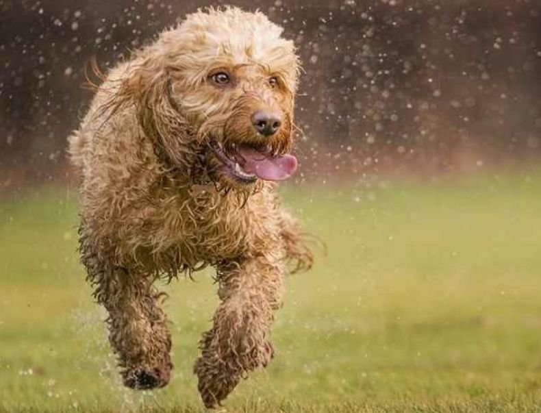 Куче се е заразило с британския вариант на коронавирус в Испания