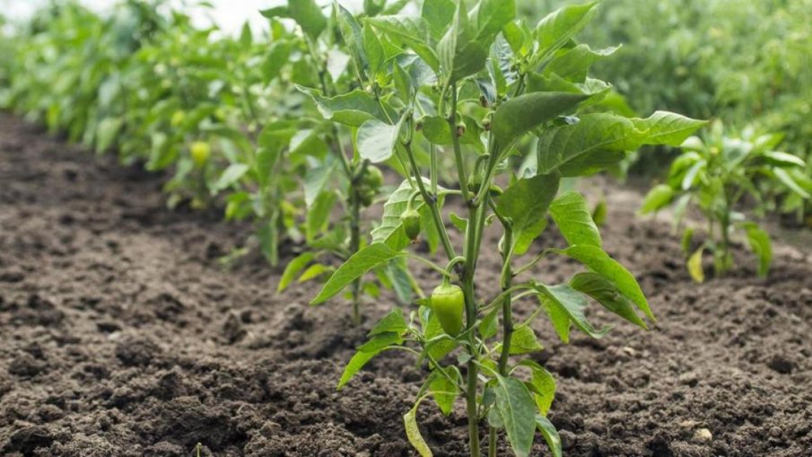 Как да имате богат пипер по мързелив начин