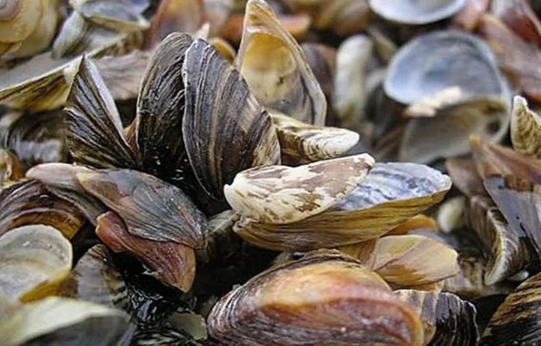 Френски учени предлагат за наблюдение на COVID да се използват...