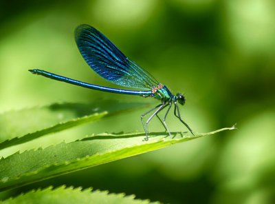 Французи изследват рядък вид водно конче в Поморийското езеро