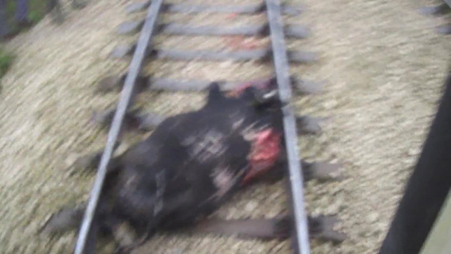 Прокуратурата разследва жп касапницата с 22-те крави до Нова Загора