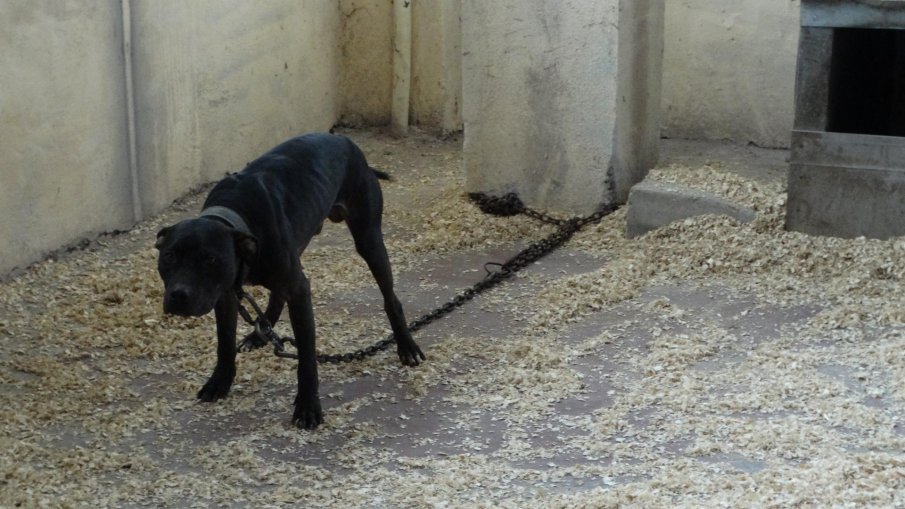 От БАБХ избили тайно питбулите, конфискувани от арената на смъртта в Пловдив, барабар с палетата им