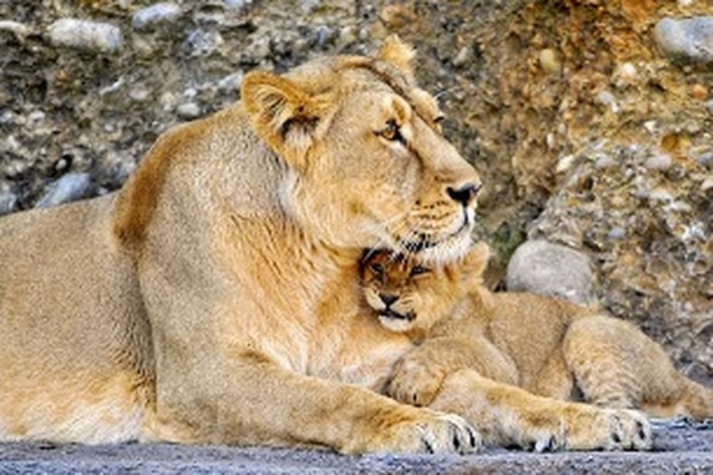 Коронавирусът уби лъвица в индийски зоопарк