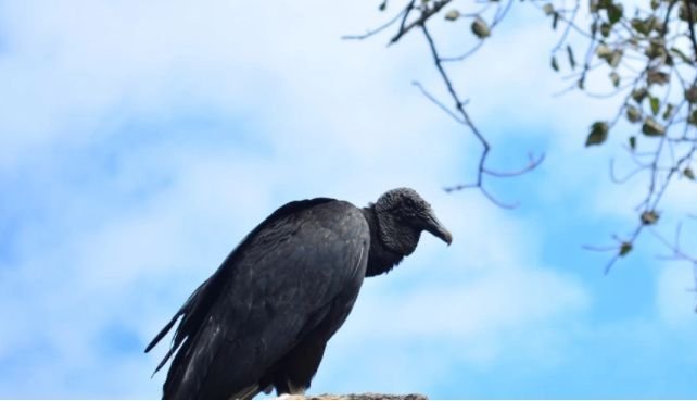 Отровиха рядък вид птица у нас