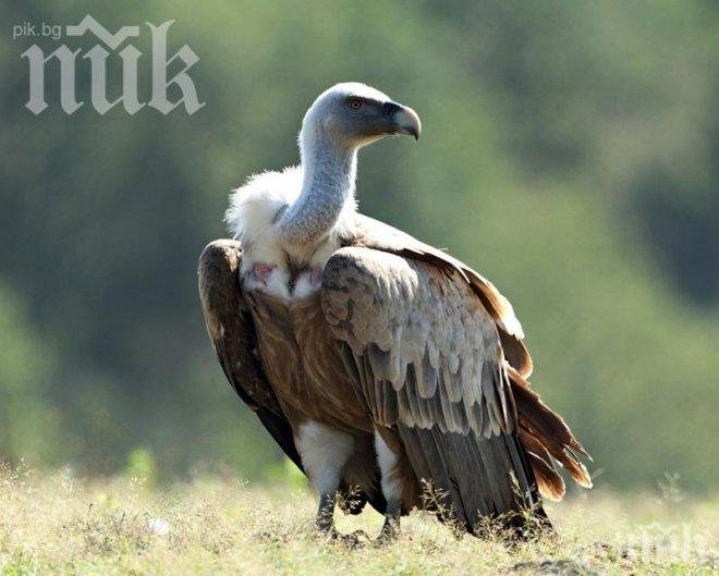 Изчезна освободен в България рядък черен лешояд, вероятно е отровен