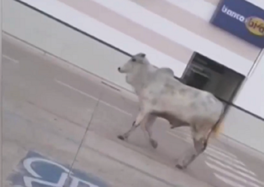 Безстопанствени крави и бикове тероризират цял град в Боливия