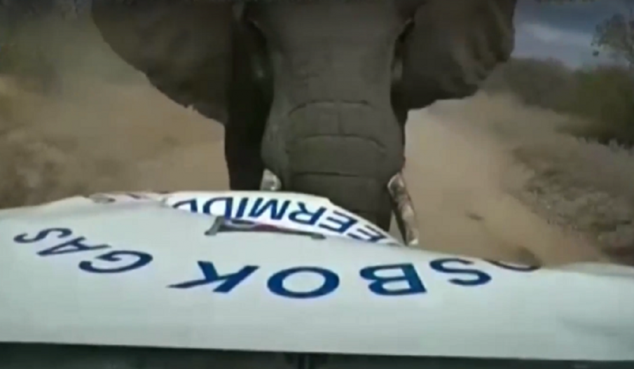 Слон нападна кола в ЮАР (СНИМКА)