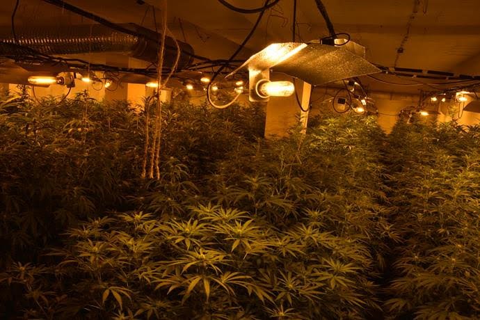 Разбиха оранжерия за отглеждане на канабис, има арестувани (ВИДЕО)