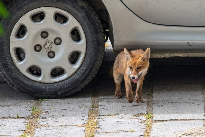 Лисици тормозят цял квартал в София