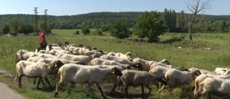 Пращат в Германия и Франция нови проби за наличие на чума в Болярово