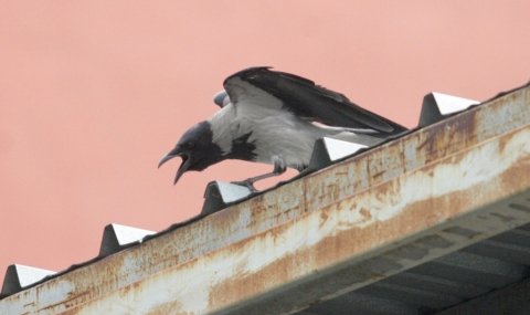 Враните в центъра на София освирепяха, има още нападнати на Позитано