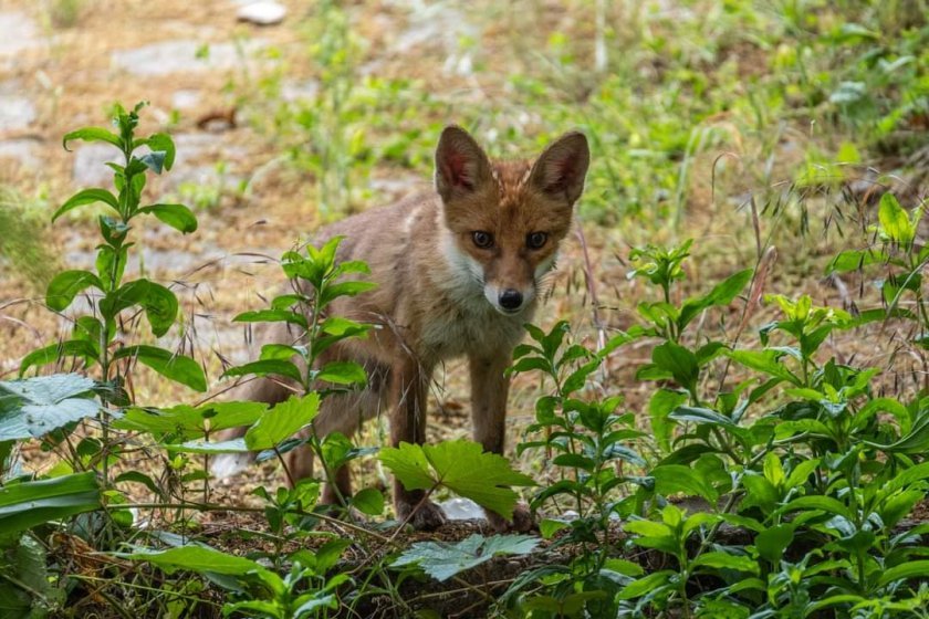 С дух на приключенец: Лисица се качи на кораб в Англия и пътува до САЩ