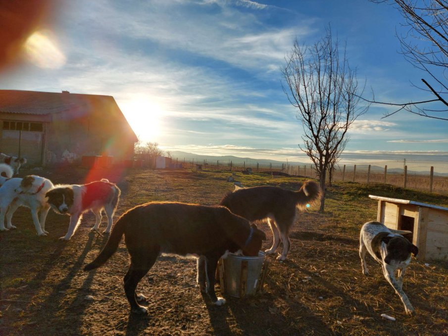 В КОСТИНБРОД: Австралиец изгражда най-големия приют за кучета на Балканите (СНИМКА)