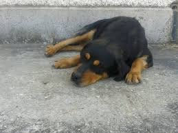 Пращат на съд стопанин, изхвърлил кучето си от шестия етаж