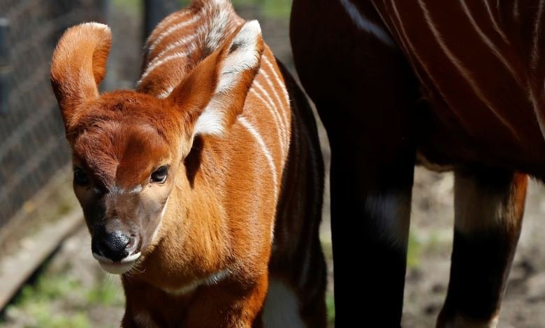 Бебе антилопа от застрашен вид се роди в Полша