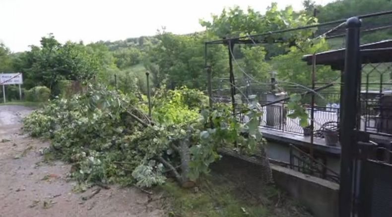 Паднало дърво разкъса електрически кабели в Лютидол