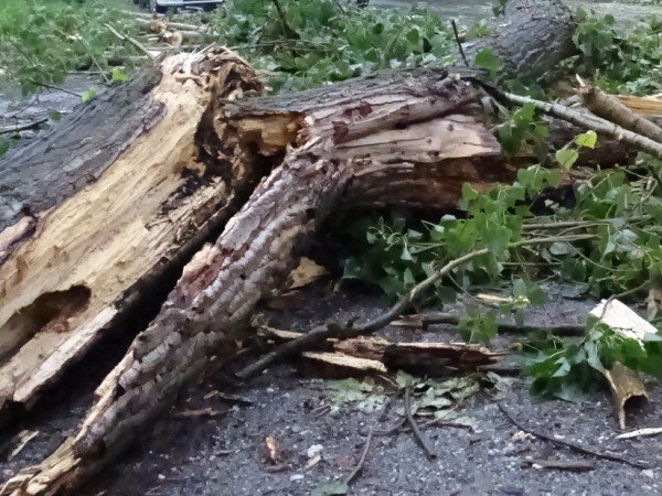 Полицайка от Хасково осъди общината за паднала топола