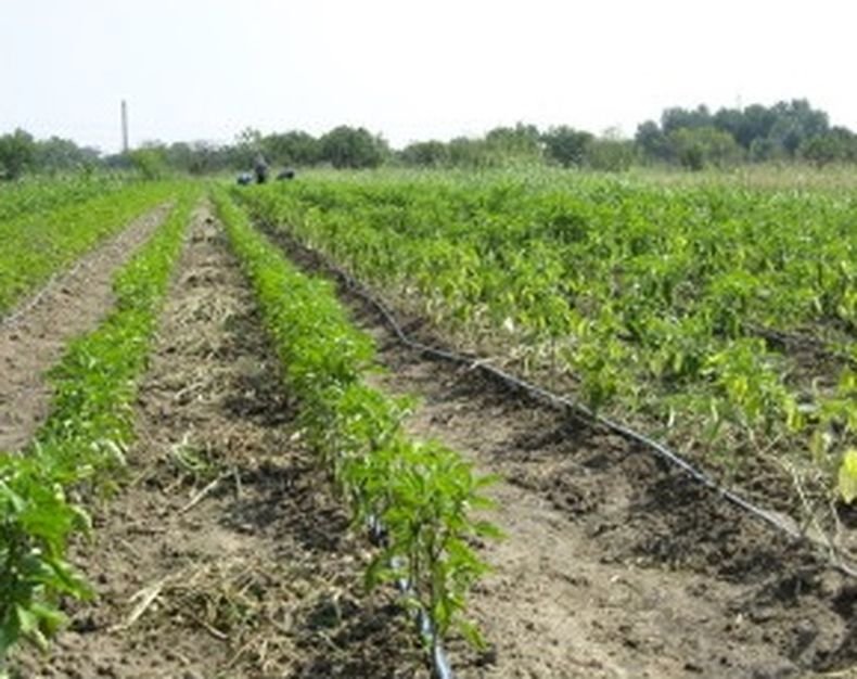 НА СУХО! Зеленчукопроизводители в Каварненско от пет дни са без вода