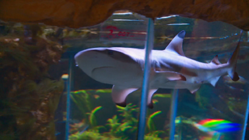 Две акули загинаха в Природонаучния музей в Пловдив